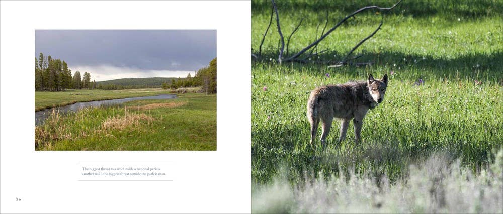 Wolves: Western Warriors
